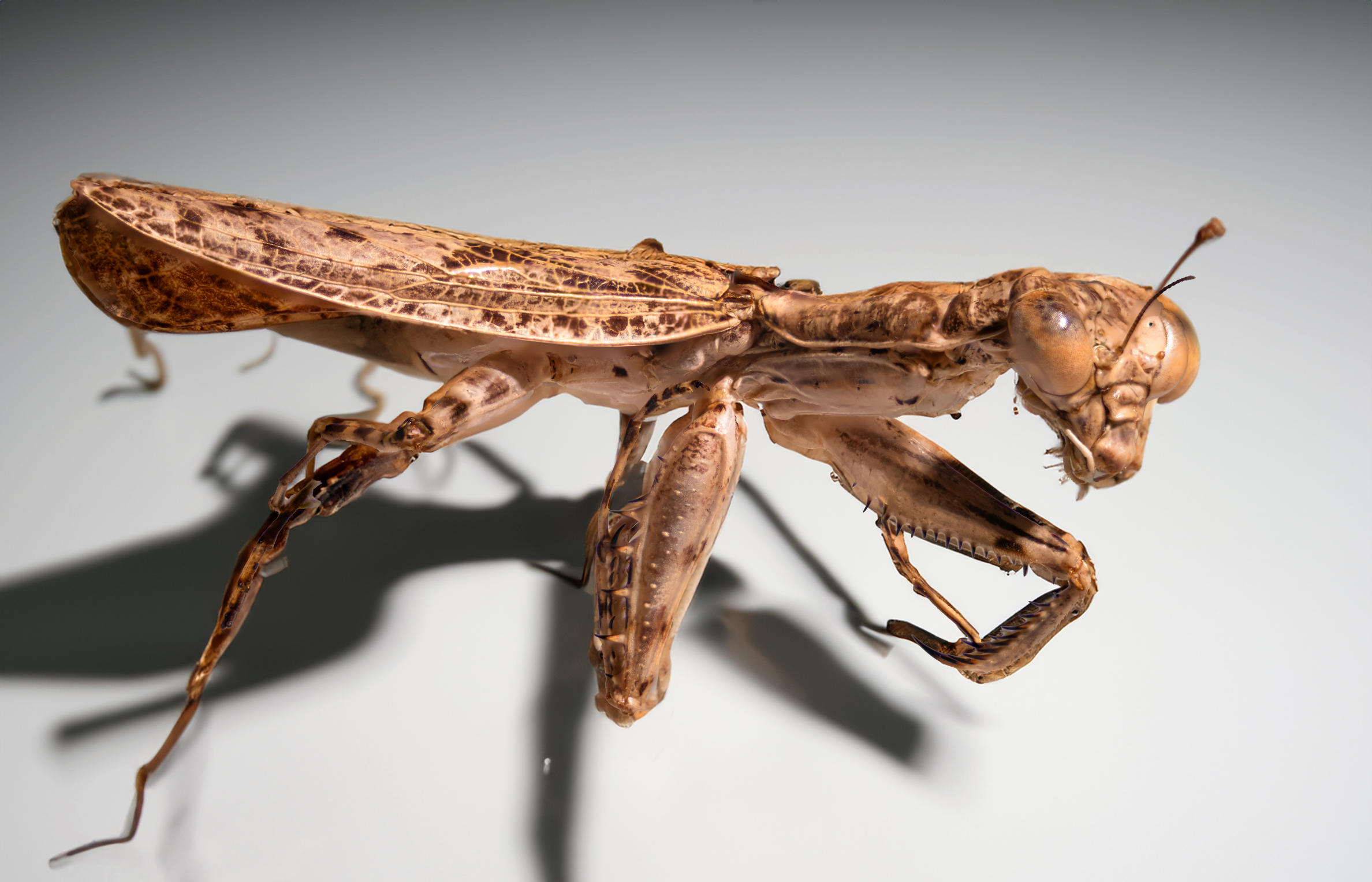 Liturgusa maya in lateral view (ICCDRS 52233). Photo: Carlos Espinosa.